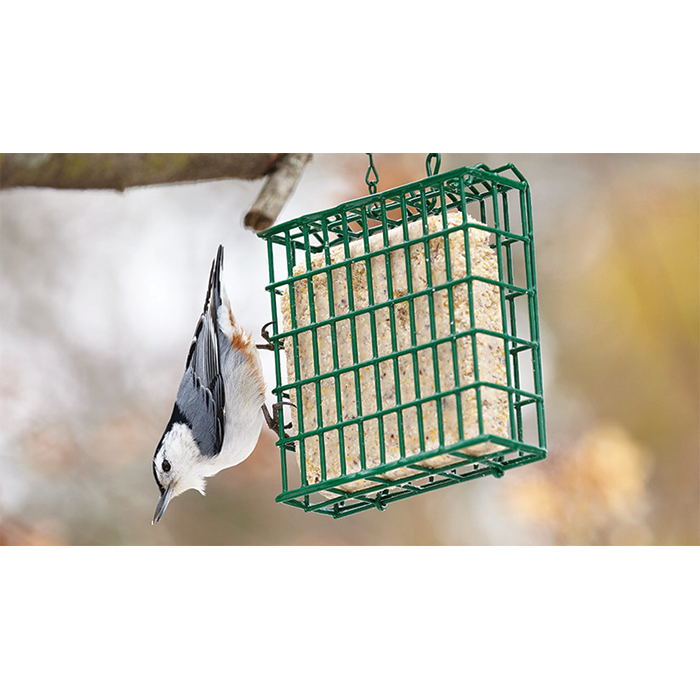 Premium Single Suet Cake Feeder